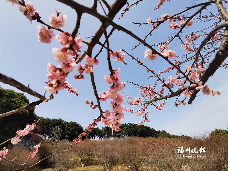 梅花古城：千年梅花岁月长