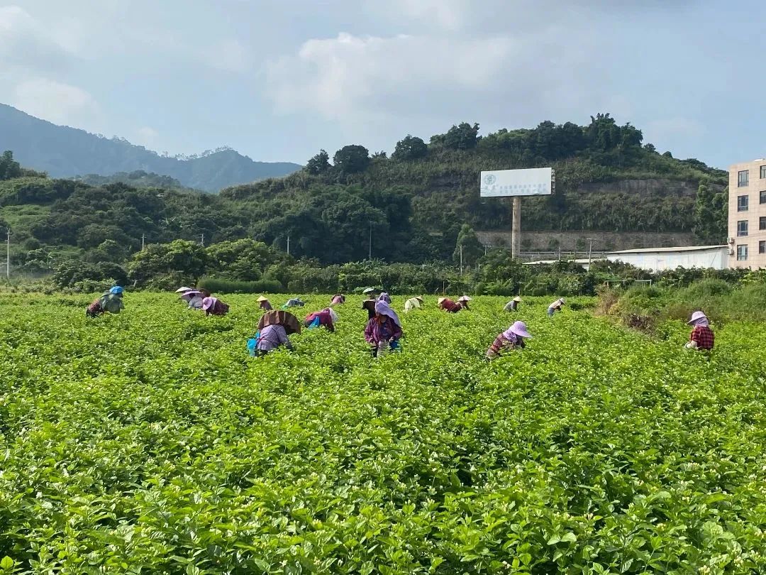 “香”承百年！看长乐这朵花是如何开出“真金白银”的……